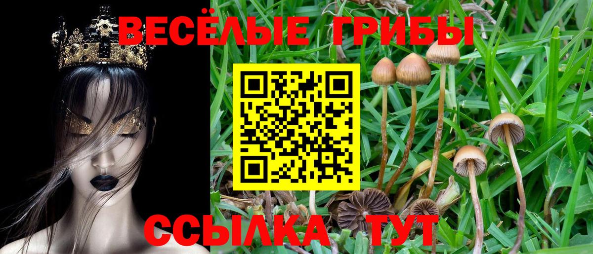 Армавир  Псилоцибиновые грибы Psilocybine cubensis  Вход с VPN 